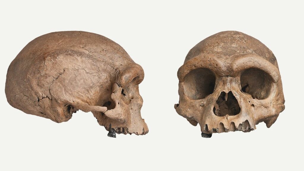 Homo Juluensis