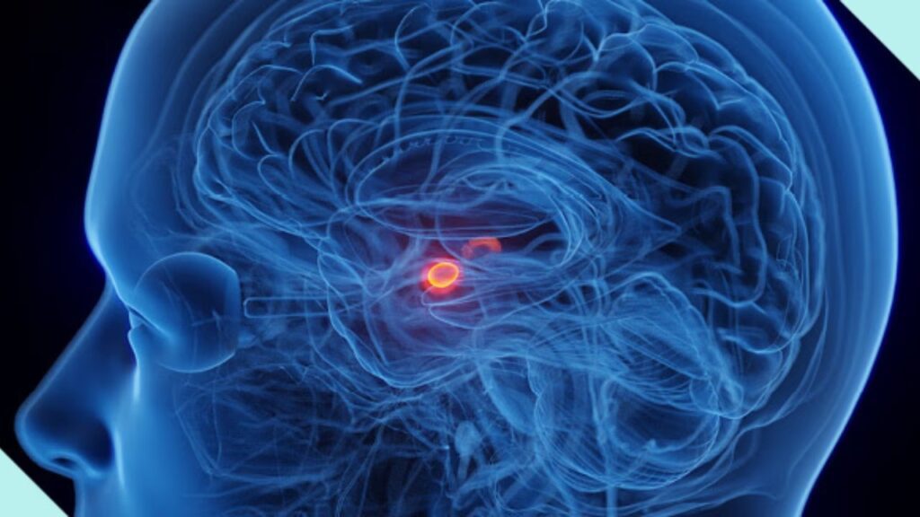  Effects of Fear on the Brain and Bodyv