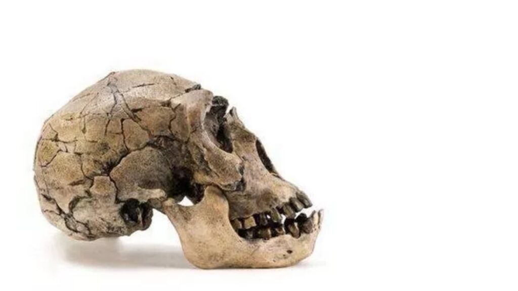 Homo Juluensis