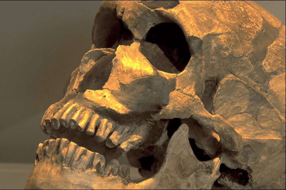 Homo Juluensis