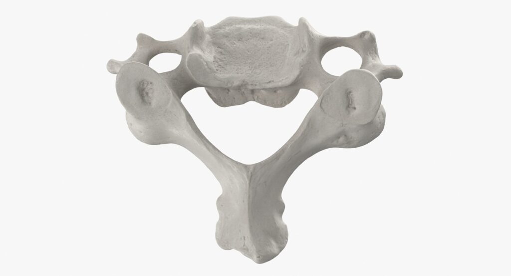 C6 Vertebra Anatomy