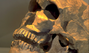 Homo Juluensis